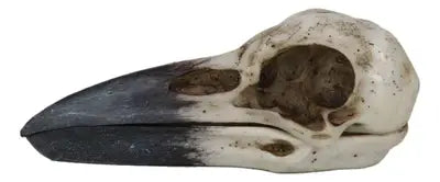 Raven Skull Box | Gothic Cold Cast Resin Box | Raven & Skull Keepsake