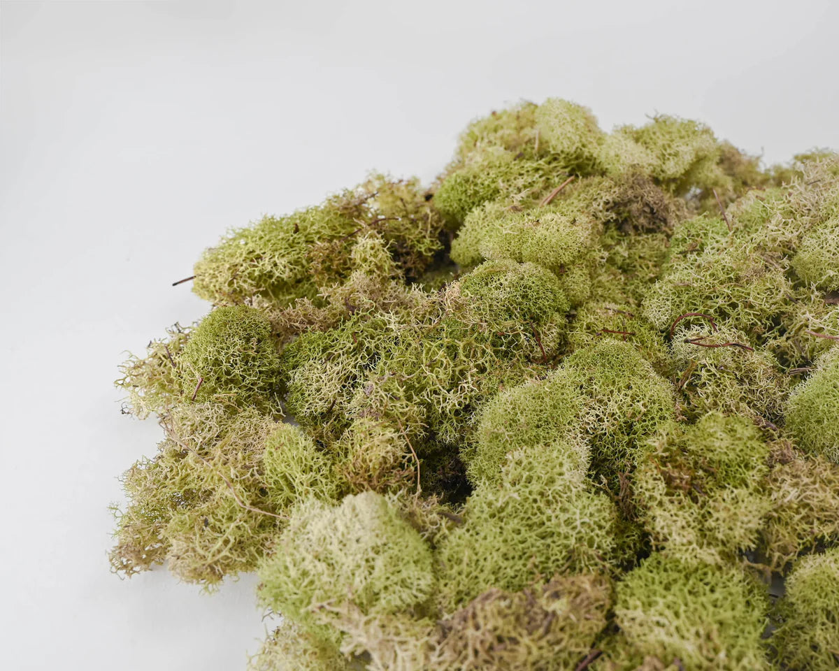 Reindeer Moss | Dried Magical Herb | Grounding & Earth Connection