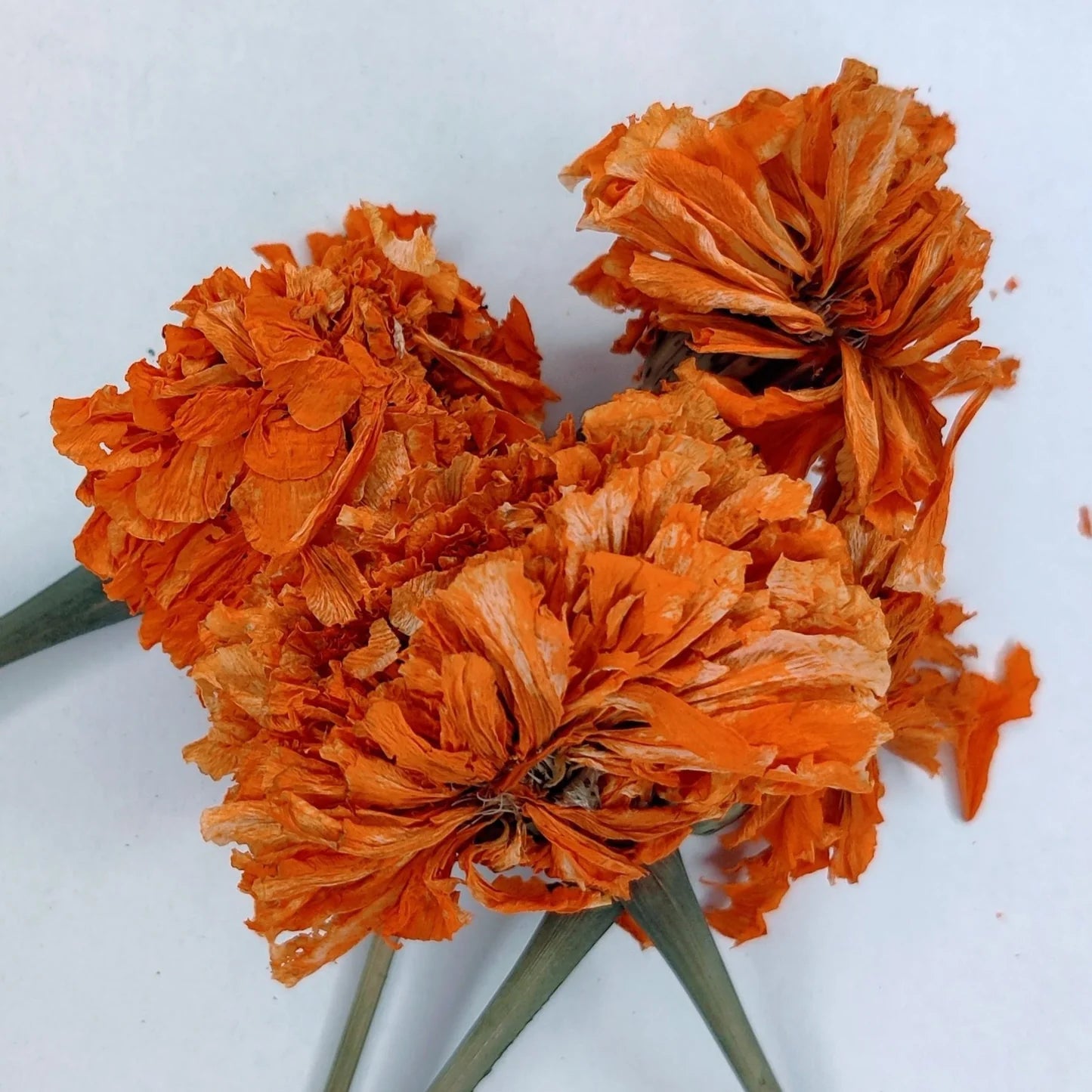 Marigold | Dried Magical Herb | Protection, Psychic Work & Success